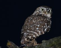 6 sehen Tag und Nacht sehr gut